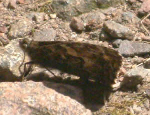 Possible Grayling