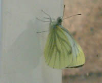 Green-veined white