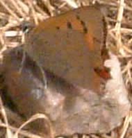 Small copper