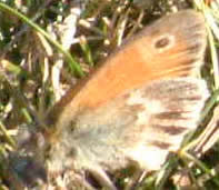 Small Heath