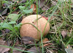 Puffball