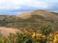 On Gorse North