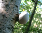 Birch Polypore