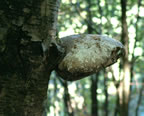 Another Birch Polypore