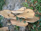 Bracket fungi