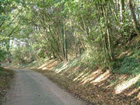 country lane
