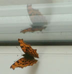 Comma wings open
