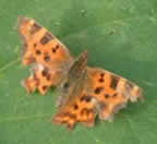 Bashed comma