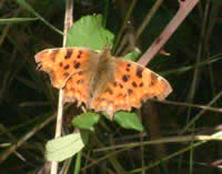 Comma