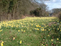 Daffodils