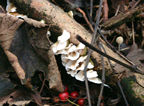 More on End Hill