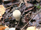 In woods at Erwood, mid Wales