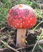 Fly agaric