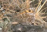 Searching for an egg site