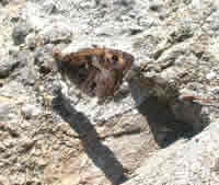 Garyling, half-raised wing