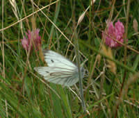 Green Veined White
