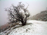in a cold mist