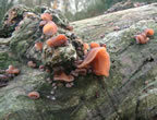 Jews Ear, Nov 03