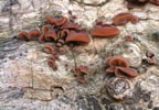 Jews Ear, Nov 03