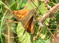 Large skipper