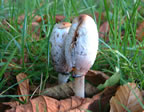 Link Common