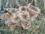 Link Common