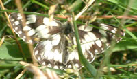 Marbled White