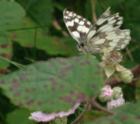 Marbled White