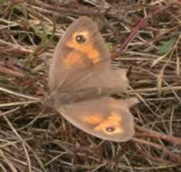 Meadow brown
