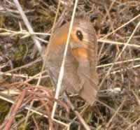Meadow brown 2