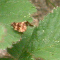 Moth to identify!