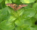 Unknown moth