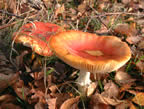 mid Nov