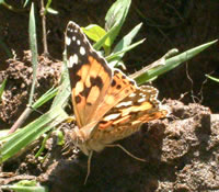 Painted Lady 2