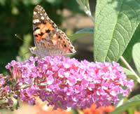 Painted lady