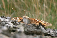 Up close and personal