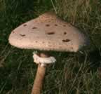 Parasol