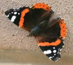 Red Admiral