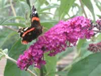 Red admiral