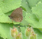 Ringlet