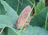 Ringlet