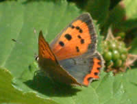 Small copper