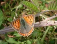 Small copper