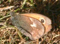 Small heath