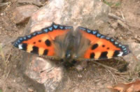 Small tortoiseshell