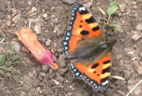 Small tortoiseshell 2