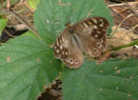 Speckled Wood