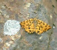 Speckled yellow moth