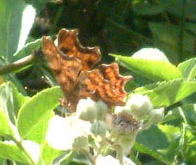Comma on the Hills
