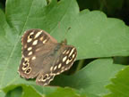 Speckled wood